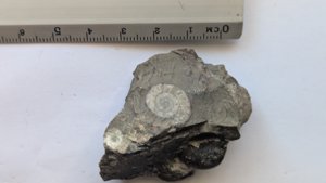 Ammonoid, cross-section - Measurement ~3cm