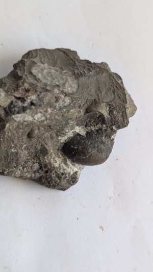 Ammonoids