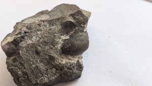 Ammonoid