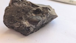 Ammonoid