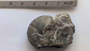 Ammonoid - Measurement ~2.5cm