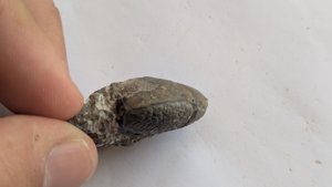 Ammonoid - lateral view