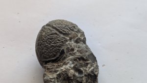 Ammonoid - deep radial grooves can be seen