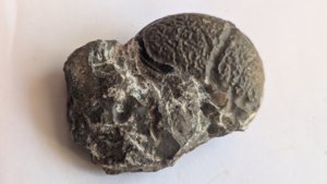 Ammonoid - deep radial grooves can be seen