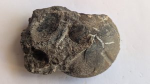 Ammonoid - deep radial grooves can be seen