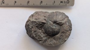 Ammonoid - Measurement ~3.5cm