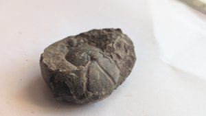 Ammonoid - deep radial grooves can be seen