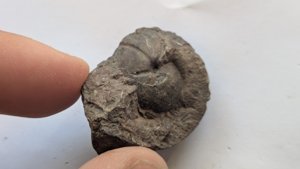 Ammonoid - deep radial grooves can be seen