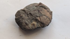 Ammonoid