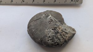 Ammonoid - Merasurement ~4.5cm