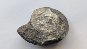 Ammonoid - cross-section
