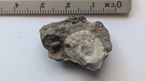 Ammonoids - Measurement ~0.5cm & ~1.5cm