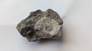 Ammonoids - cross-section of the right one