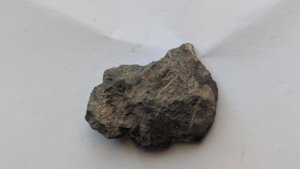 Ammonoids - back side