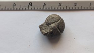 Ammonoid - Measurement ~1.7cm