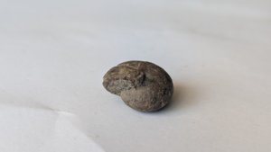 Ammonoid