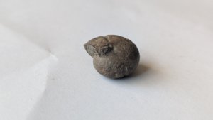 Ammonoid