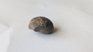 Ammonoid