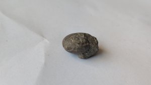 Ammonoid