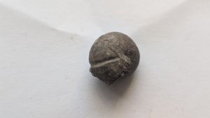 Ammonoid - deep radial grooves can be seen