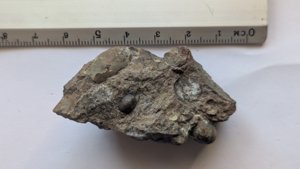 Ammonoids + unknown (perhaps orthoconic cephalopod?)