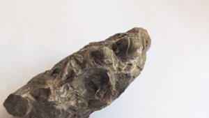 Imprint (of ammonoid?) + bivalve + ammonoid