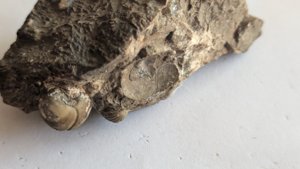 Imprint (of ammonoid?) + bivalve + ammonoid