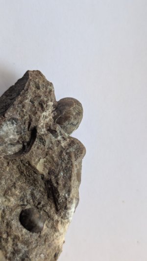 Ammonoids
