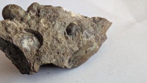 Ammonoids + unknown (perhaps orthoconic cephalopod)