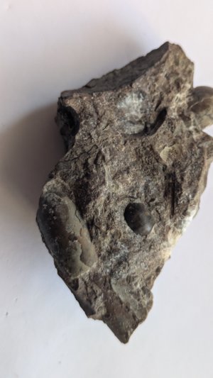 Ammonoid + unknown (perhaps orthoconic cephalopod)