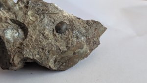 Ammonoid + unknown (perhaps orthoconic cephalopod)