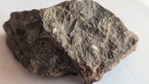 Bivalve