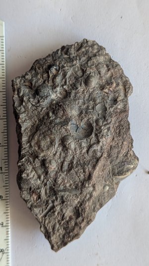 Various molluscs: orthoconic cephalopods, ammonoids, gastropod