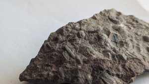 Gastropod, orthoconic cephalopod, ammonoid