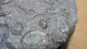 Gastropod