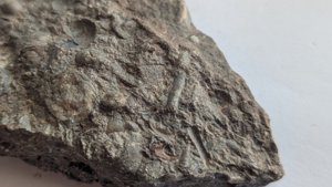 Gastropod, orthoconic cephalopod, ammonoid