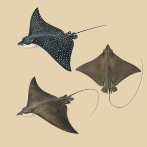 aetobatus