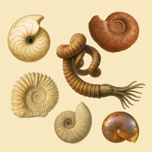 ammonoidea