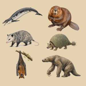 mammalia