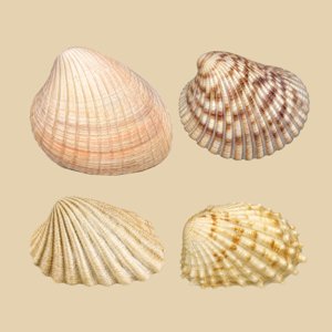 carditidae