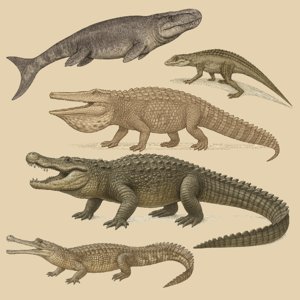 crocodylomorpha