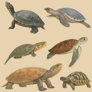cryptodira
