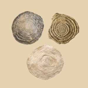 nummulites