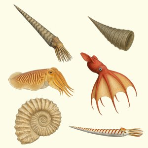 orthoceratoidea