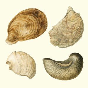 ostreida