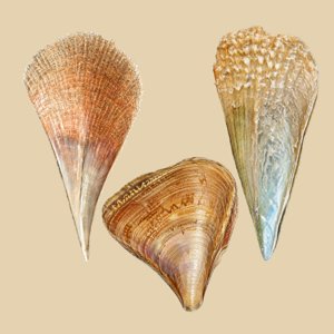 pinnidae