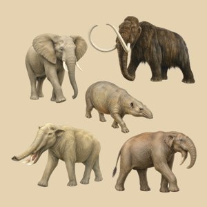 proboscidea
