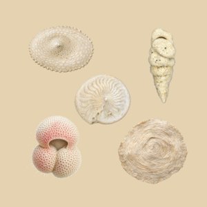 foraminifera