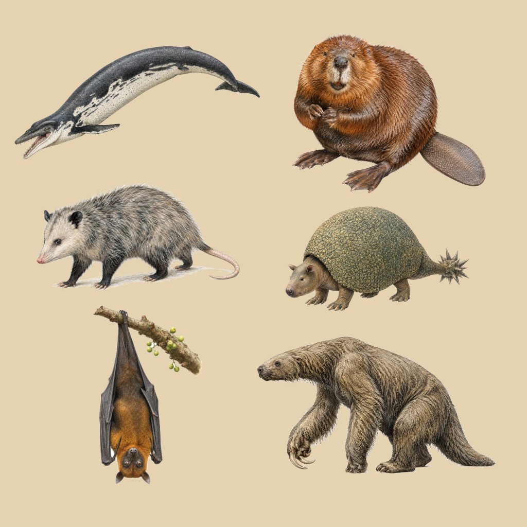 mammalia