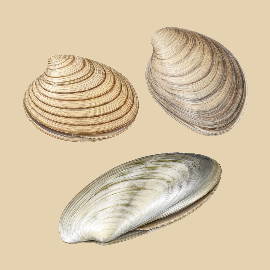 cardiniidae